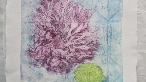 Seaweed still life